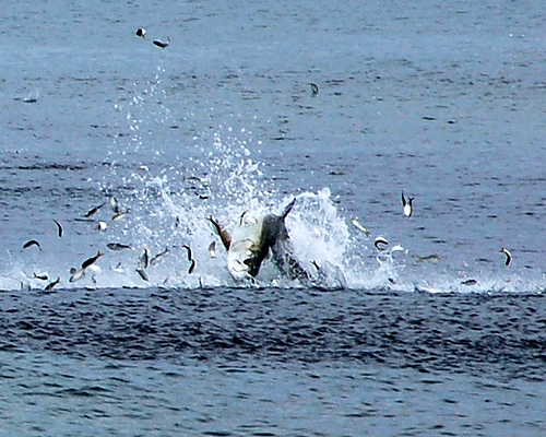 Flagler Tarpon.jpg